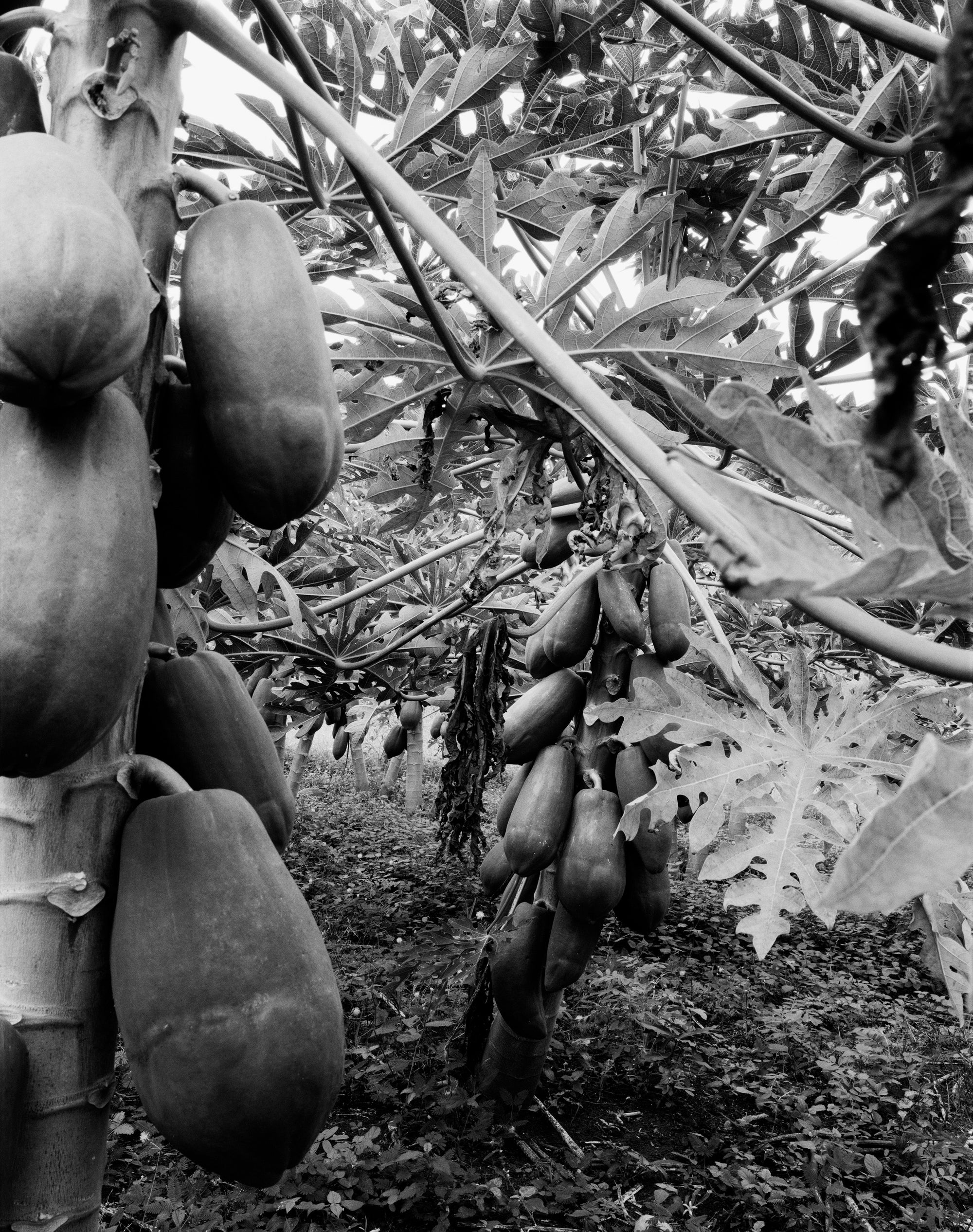 Mango Season