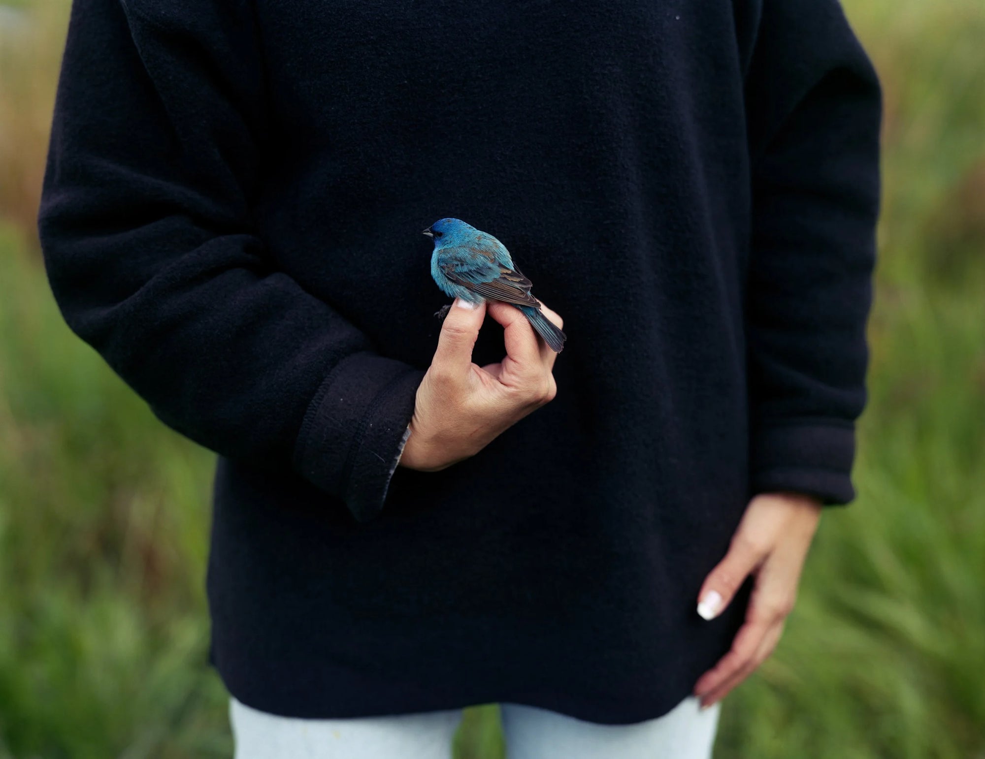 Birds and Other Angels