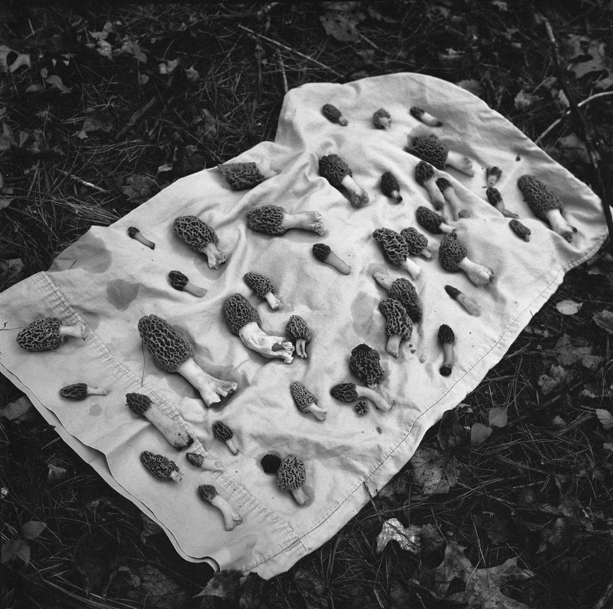 The Seraphim Special Edition