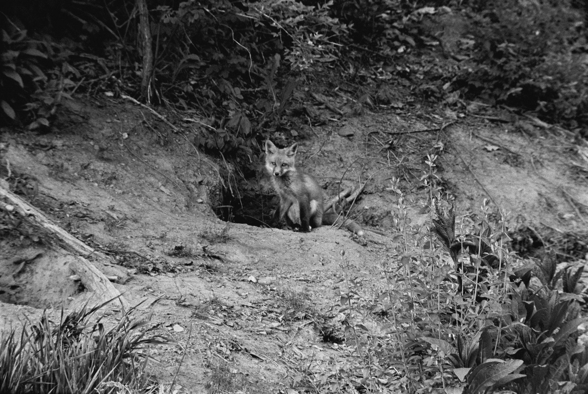 The Seraphim Special Edition