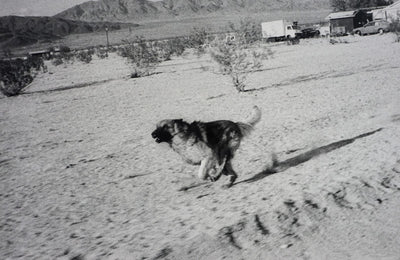Dogs Chasing My Car in the Desert