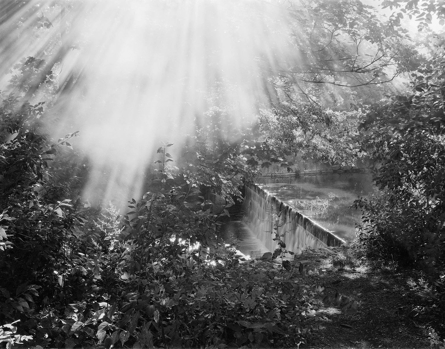 At Night Gardens Grow