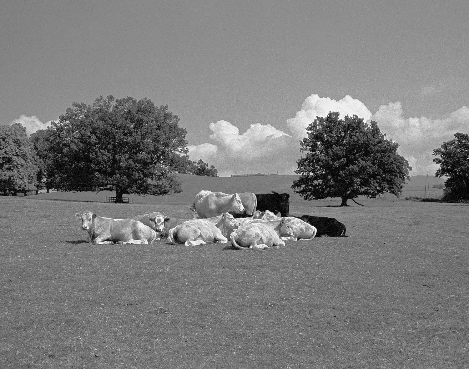 Field Trips: Travels In Britain 1976-1993