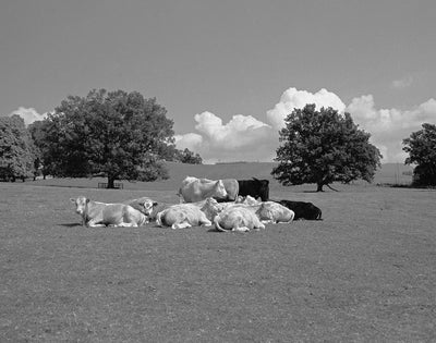 Field Trips: Travels In Britain 1976-1993