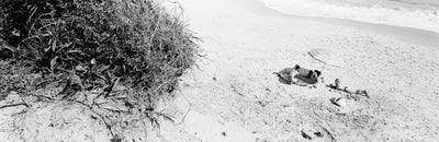 The Ditch