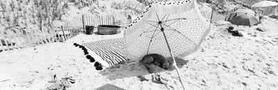 The Ditch