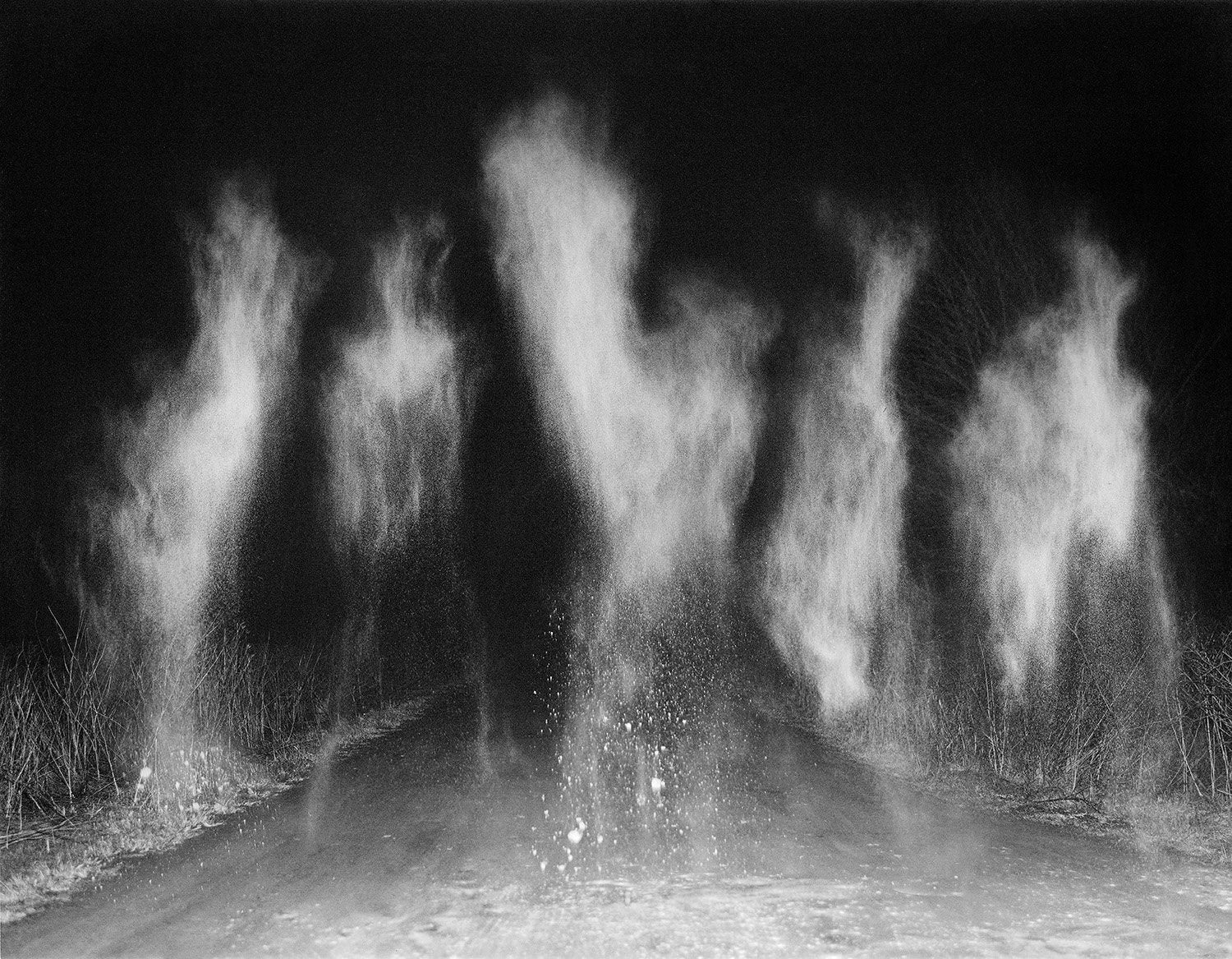 At Night Gardens Grow