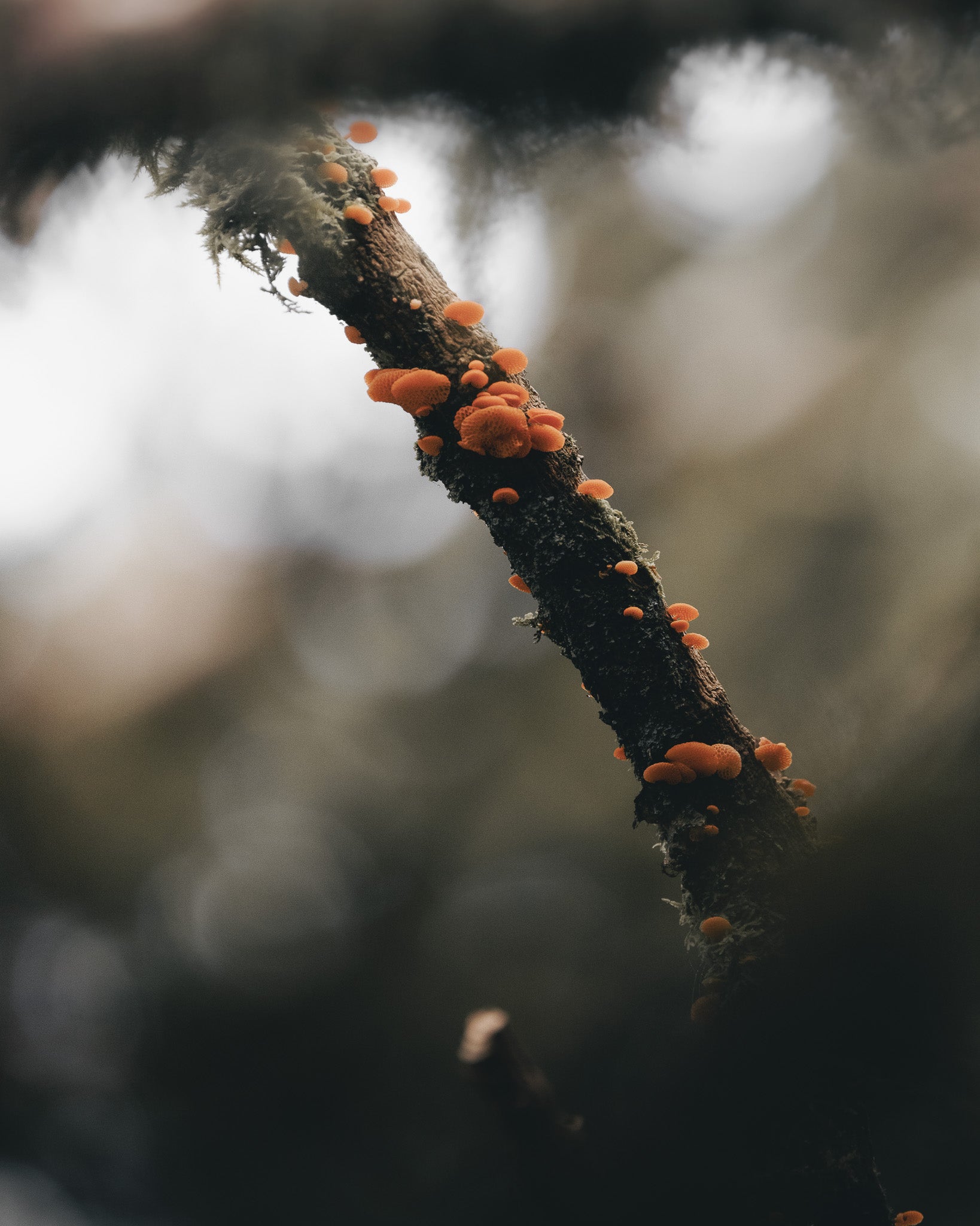 Distant Calls in Fading Light