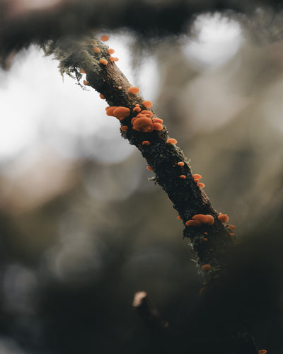 Distant Calls in Fading Light