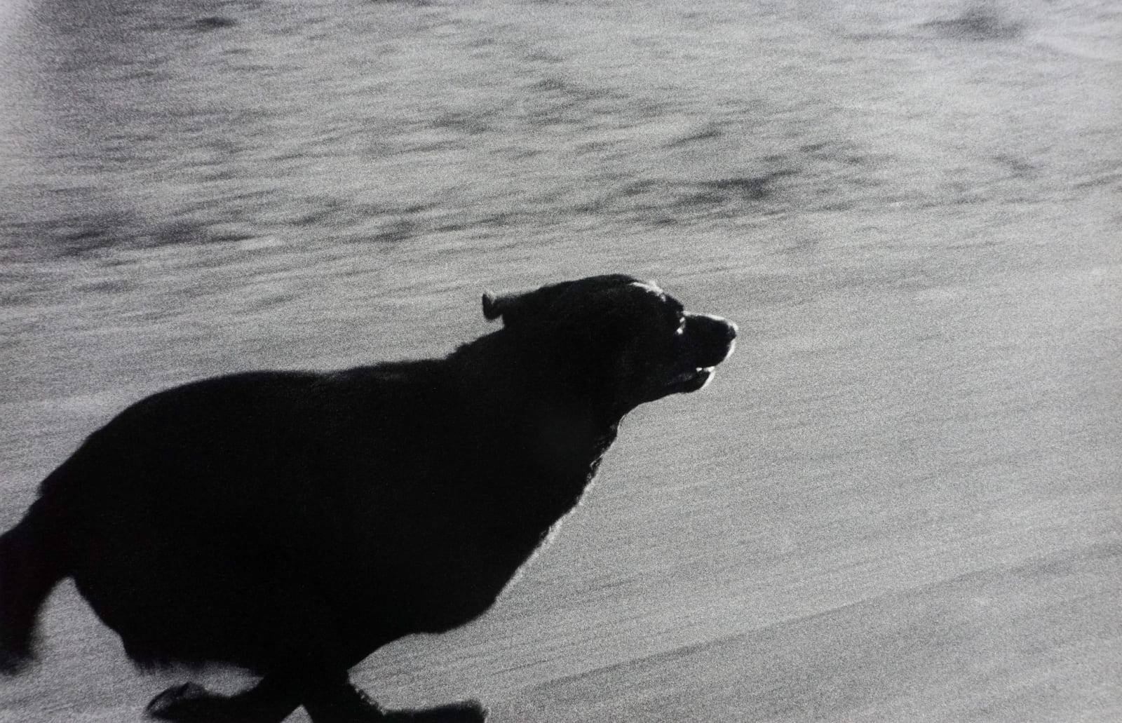 Dogs Chasing My Car in the Desert