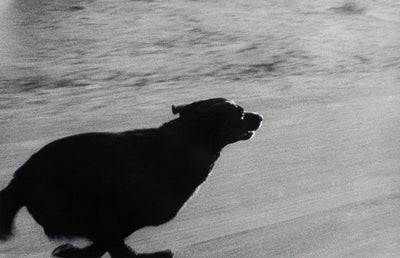 Dogs Chasing My Car in the Desert