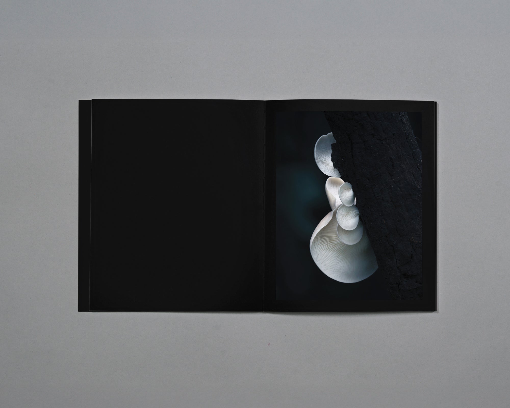 Distant Calls in Fading Light