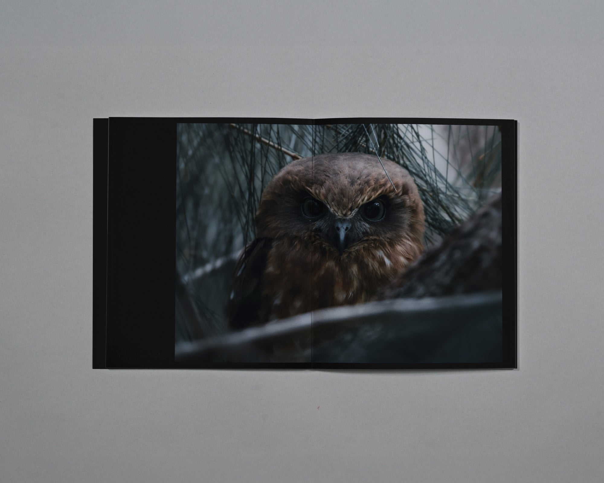 Distant Calls in Fading Light