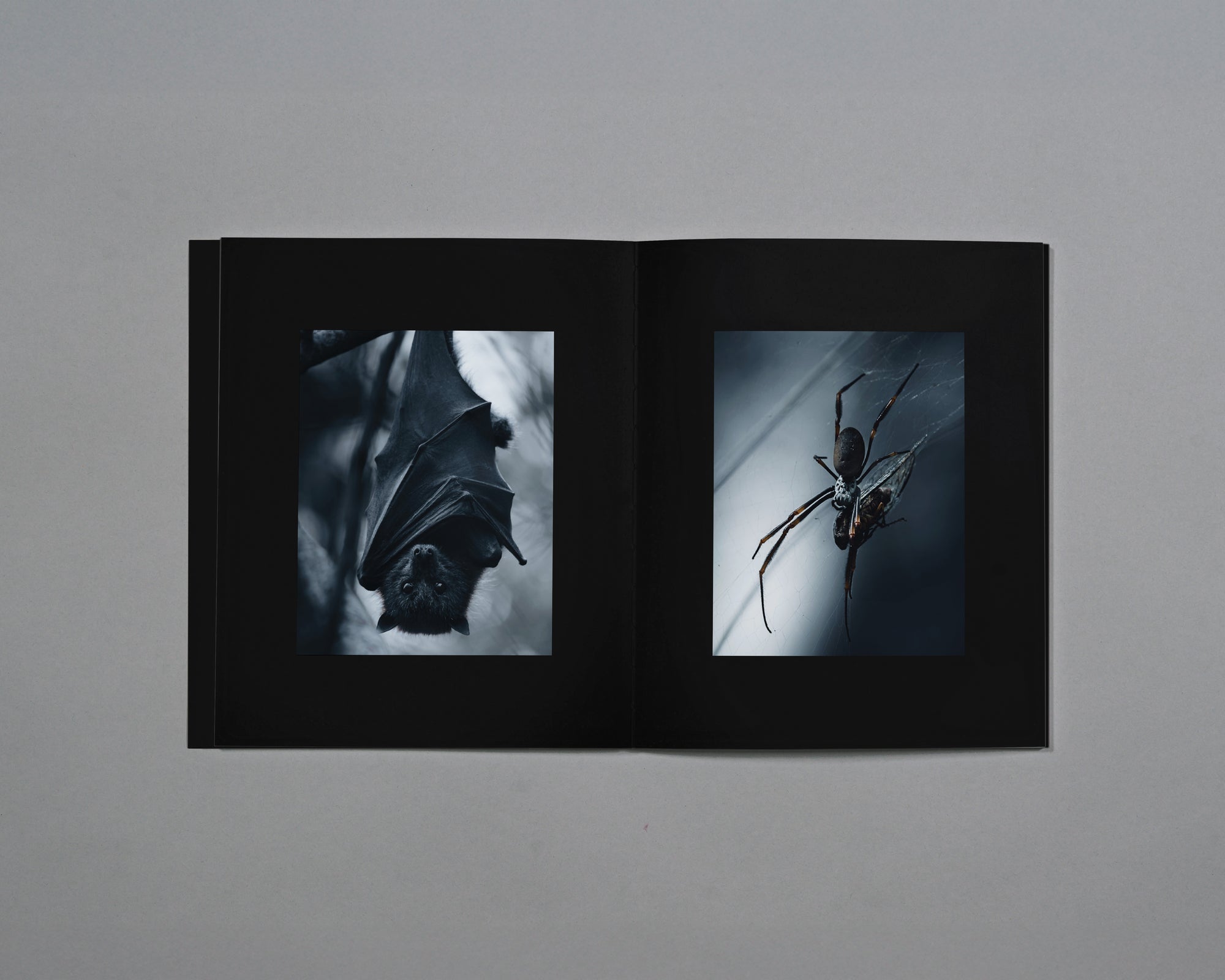 Distant Calls in Fading Light