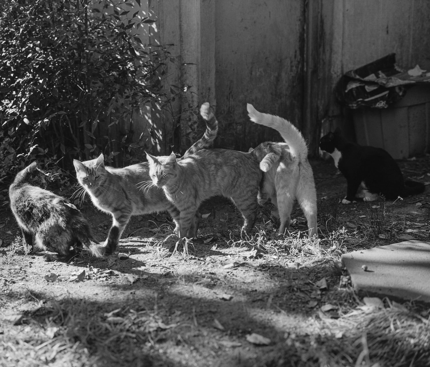 Low-Fi Cats