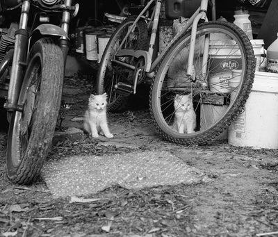 Low-Fi Cats