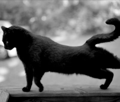 Low-Fi Cats