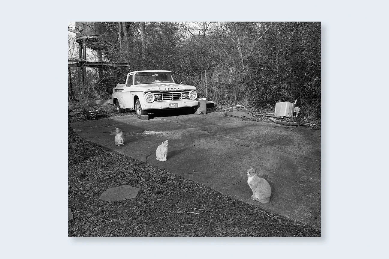 Low-Fi Cats