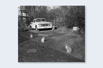 Low-Fi Cats