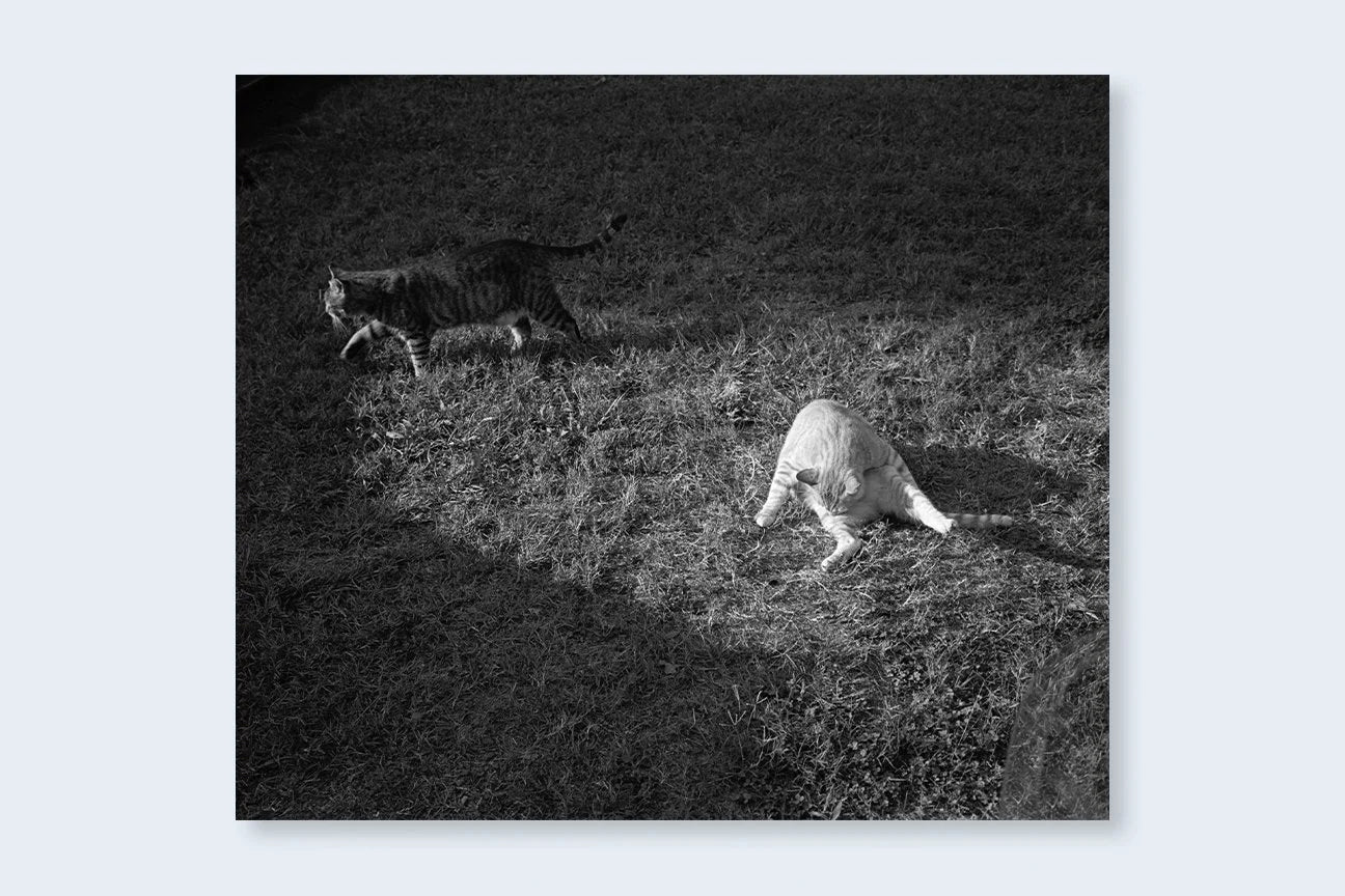 Low-Fi Cats