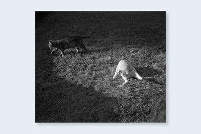 Low-Fi Cats