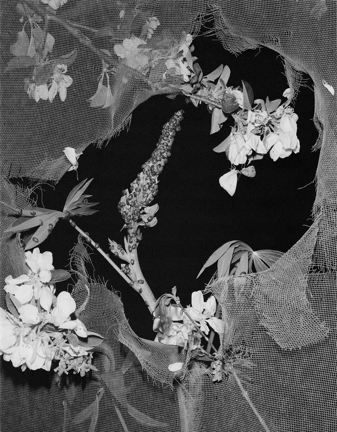 At Night Gardens Grow