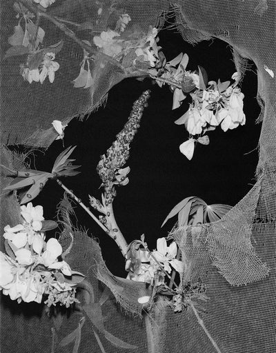 At Night Gardens Grow