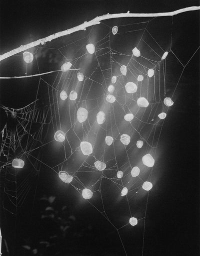 At Night Gardens Grow