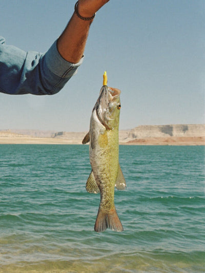 Another Patch of Sky