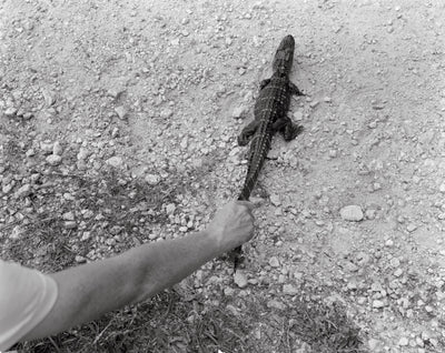 Photograph from Family Genus Species