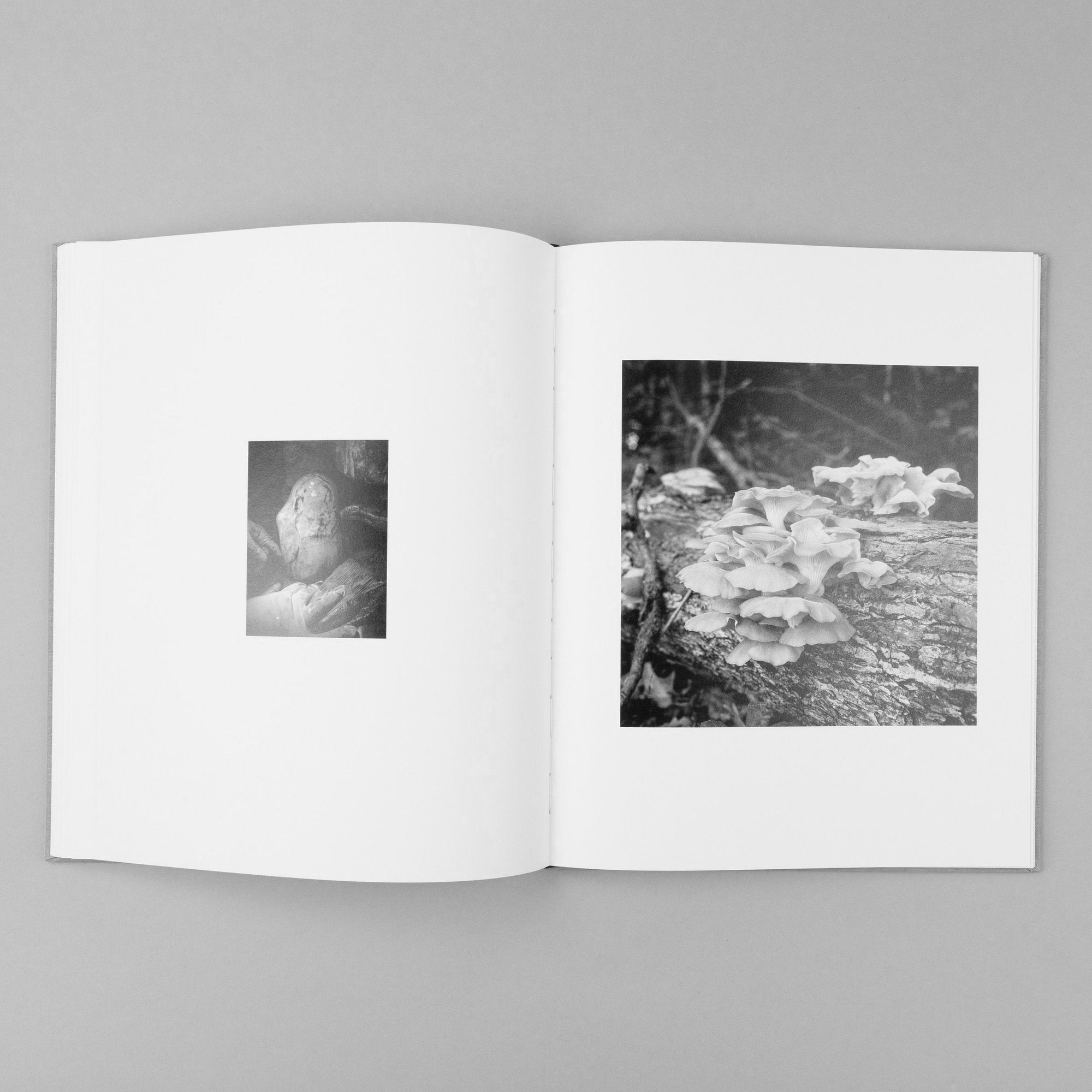 The Seraphim Slipcase Edition