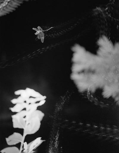 At Night Gardens Grow