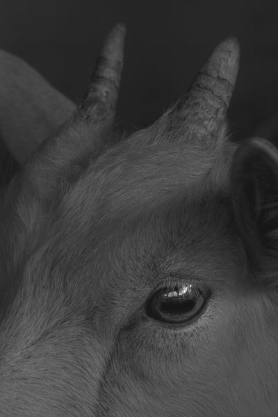 Ring Around the Rosie