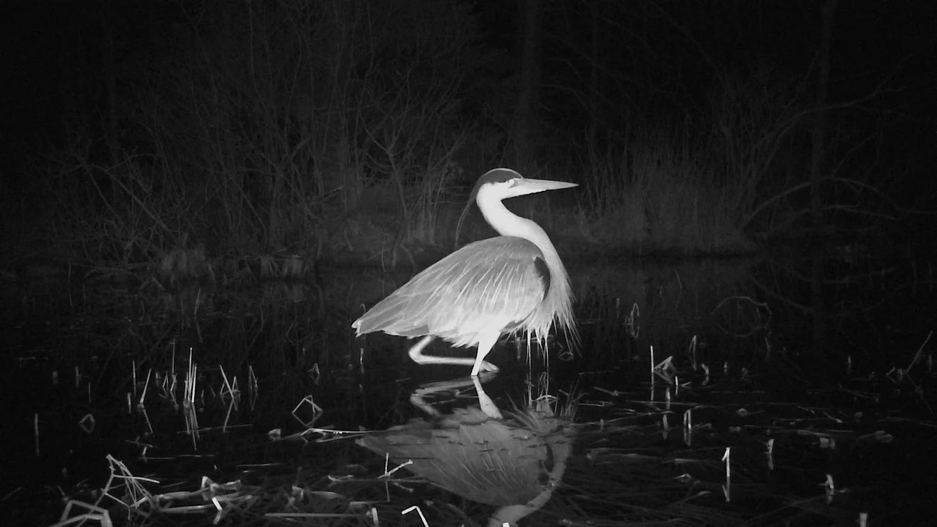 At Night Gardens Grow
