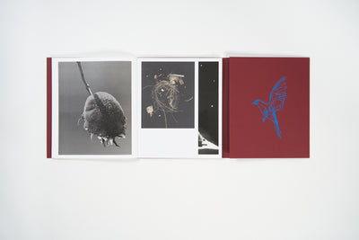 Calling The Birds Home