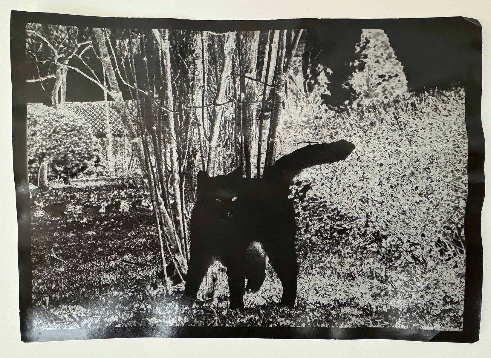 What if Jeff were a butterfly?