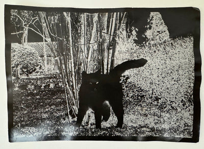 What if Jeff were a butterfly?