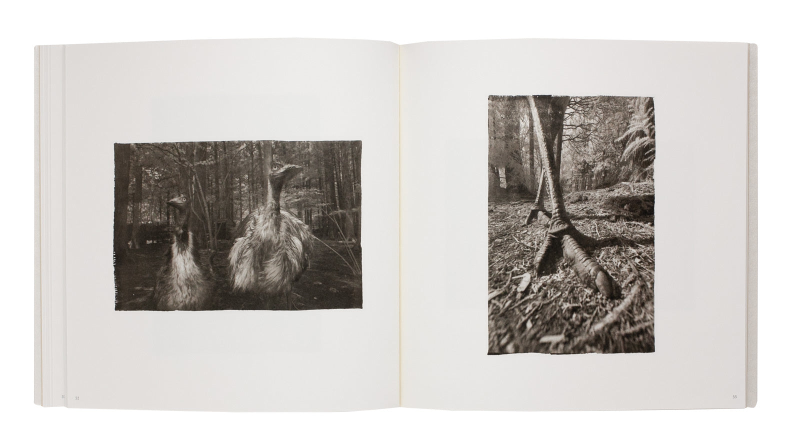 Adagio dans la forêt