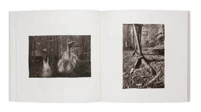 Adagio dans la forêt