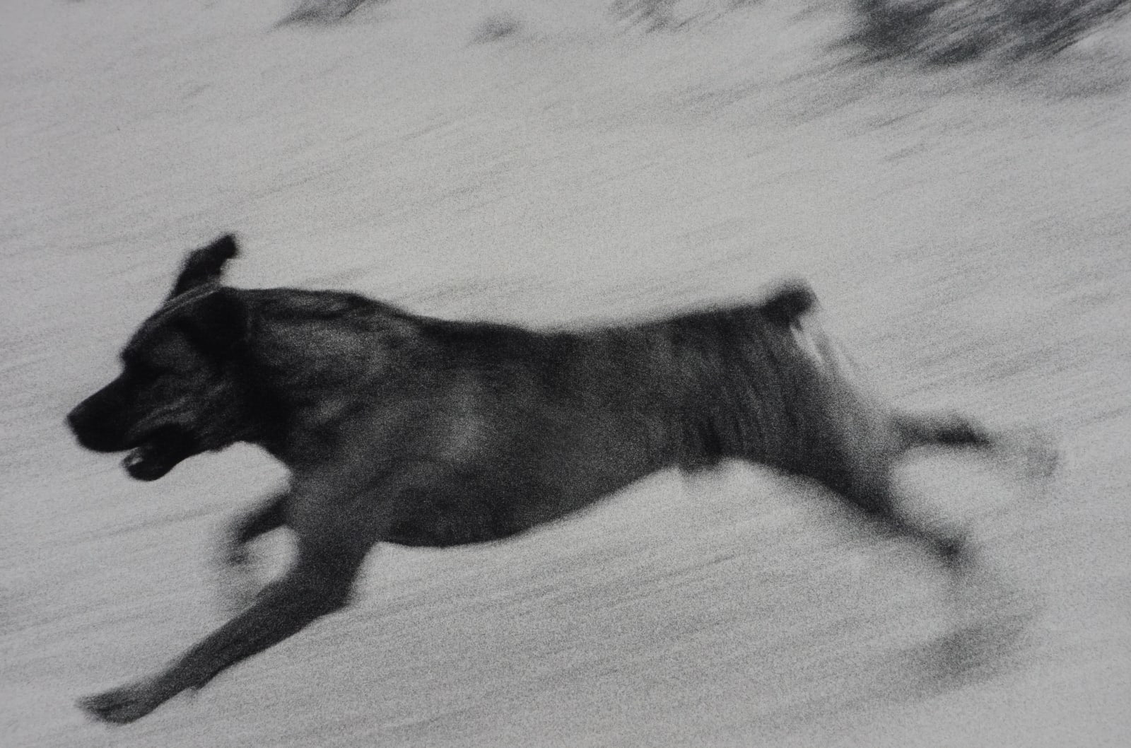 Dogs Chasing My Car in the Desert