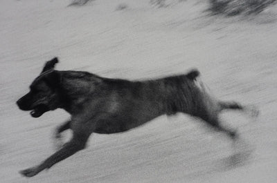 Dogs Chasing My Car in the Desert