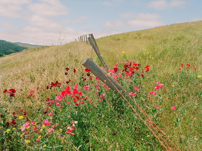 Another Patch of Sky