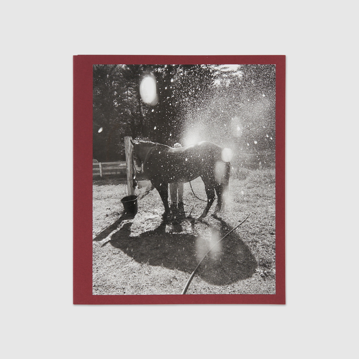 Calling The Birds Home