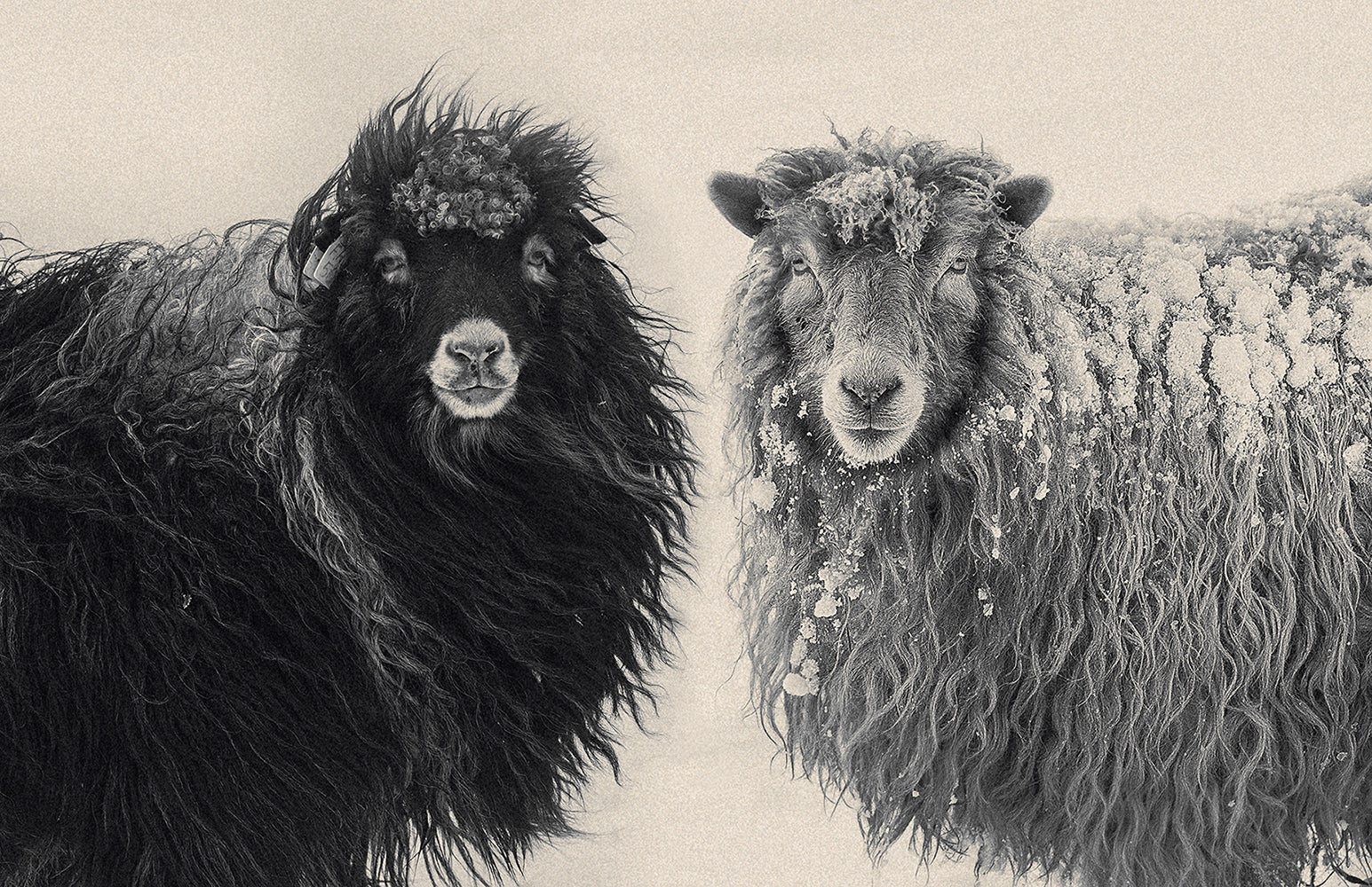 Wool, Wind and Waves: Faroe Islands