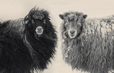 Wool, Wind and Waves: Faroe Islands