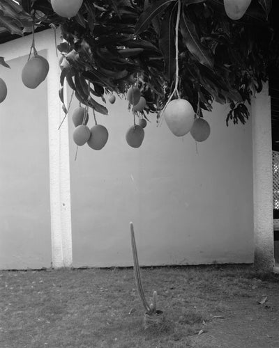 Mango Season