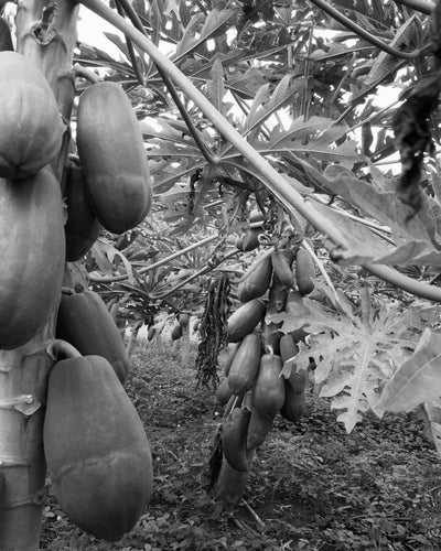 Mango Season