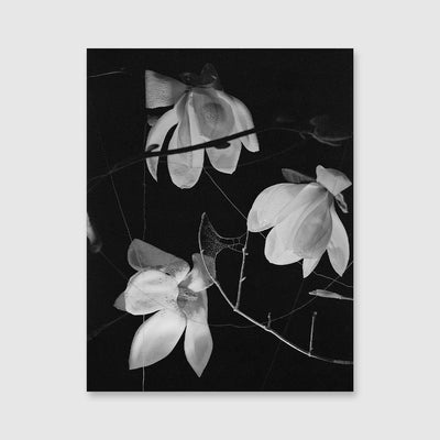 At Night Gardens Grow