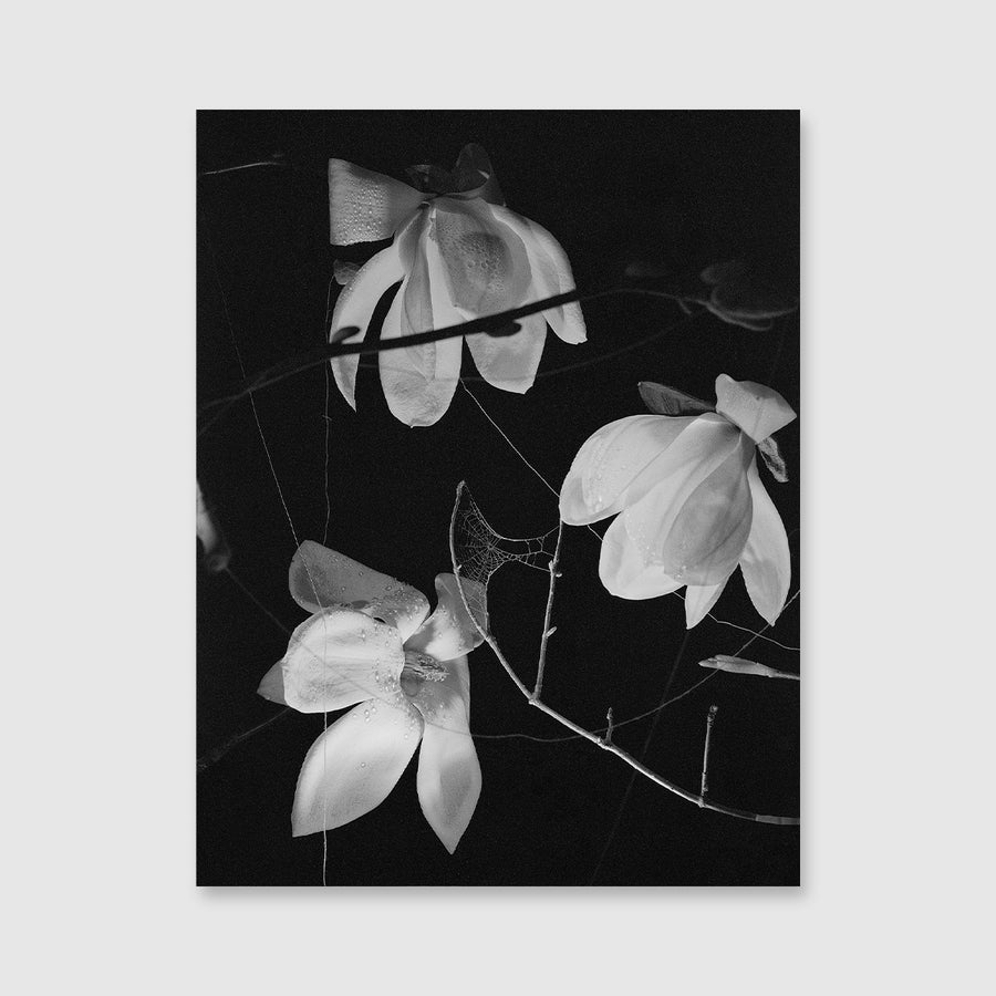 At Night Gardens Grow