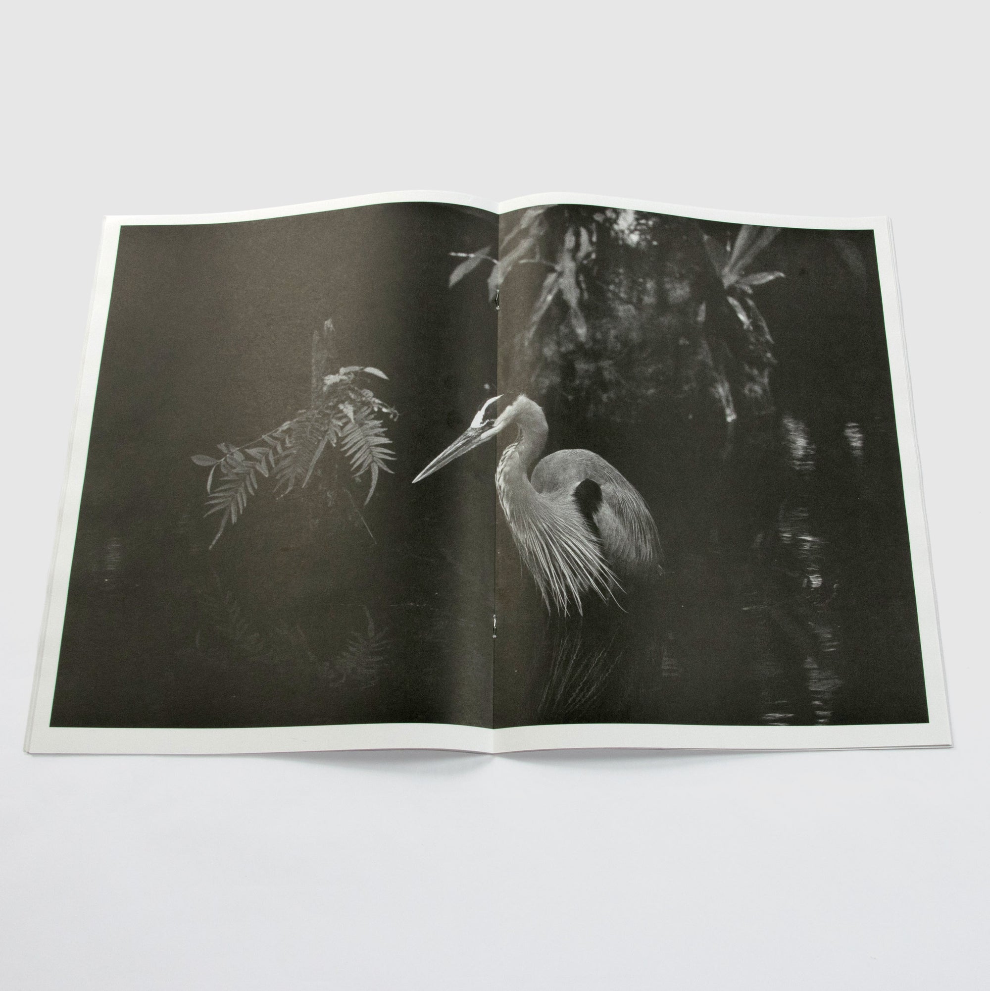 The Coyote: Neptune's Lounge